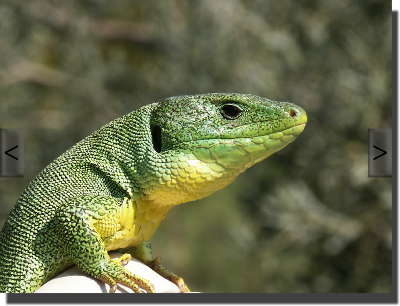 lacerta trilineata